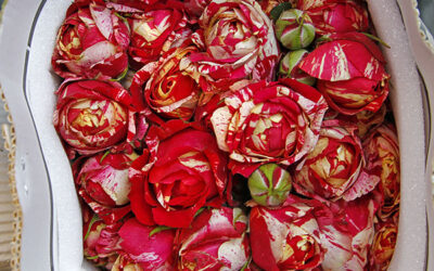 Роза кустовая 50 см (оптом) Кения